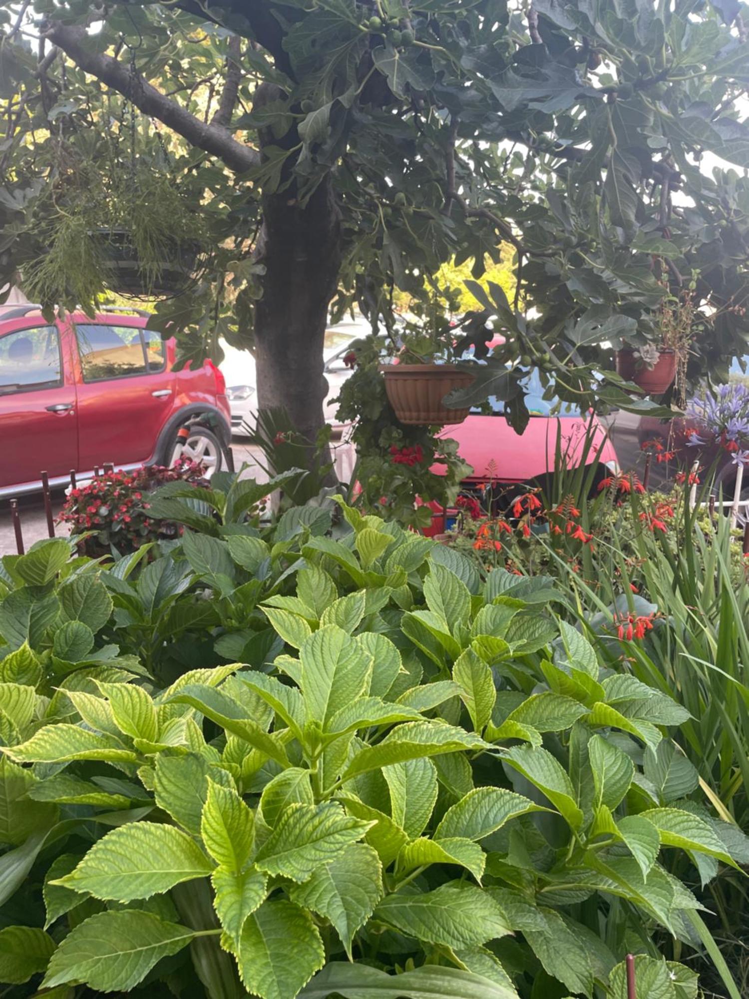 Ruzica Apartman *